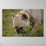 French Bulldog Print