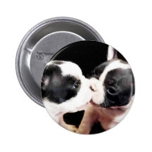 French bulldog puppies button