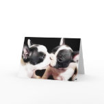 French bulldog puppies card