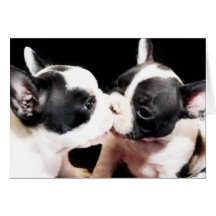 French bulldog puppies card