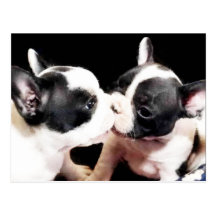 French bulldog puppies postcard