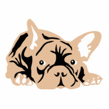 French Bulldog rose Fotoausschnitt