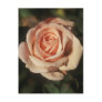 French Lace Postcards