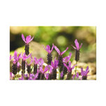 French Lavender Canvas Prints