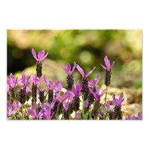 French Lavender Photo Art