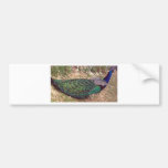 French Peacock Bumper Stickers