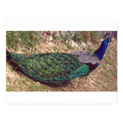 French Peacock Post Cards