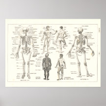 French Skeleton Anatomy Vintage Chart 1800's Poster