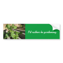 Fresh basil leaves bumper stickers