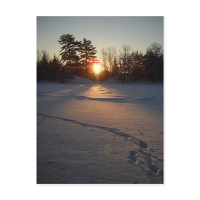 Fresh Deer Tracks at Sunrise Postcard by NiftyMorning