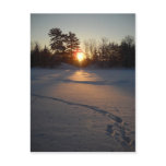 Fresh Deer Tracks at Sunrise Postcard