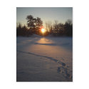 Fresh Deer Tracks at Sunrise postcards