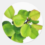 Fresh Green Leaves On White Background Round Stickers