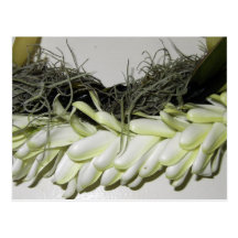 Fresh Lei # 10 Postcard