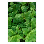 Fresh Mint Cards
