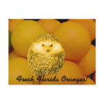 Fresh Orange Hedgehog Post Cards