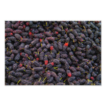 Fresh Organic Black Mulberry Photo