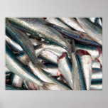 Fresh sardines posters