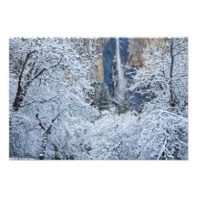 Fresh snowfall in the trees below Bridalveil Photograph