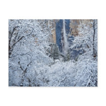 Fresh snowfall in the trees below Bridalveil Post Card