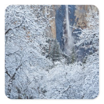 Fresh snowfall in the trees below Bridalveil Sticker