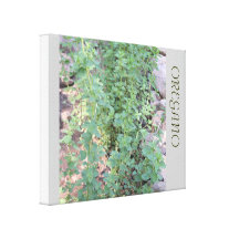 FRESH SUNNY OREGANO CANVAS PRINTS
