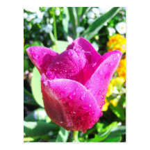 Fresh tulips - Postcard