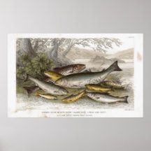 Fresh Water Fish Antique Lithographic print