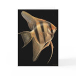 Freshwater Angelfish Card