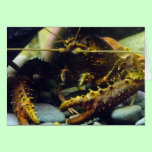 Freshwater crayfish cards