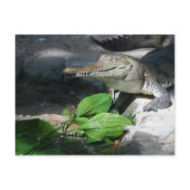 Freshwater Crocodile Postcards