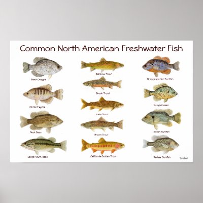 Freshwater Fish Poster by thomglace
