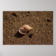 Freshwater Snail Shell; No Text Poster