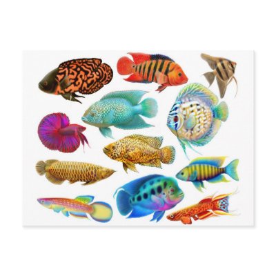 Freshwater Tropical Fish 2011 Pocket Calendar Postcards by twopurringcats