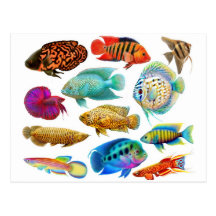 Freshwater Tropical Fish 2011 Pocket Calendar Postcards