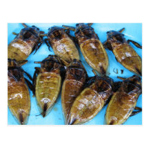 Fried Giant Water Beetle (Maeng Daa) Post Card
