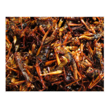 Fried Grasshopper (Takkataen) Bugs Postcards