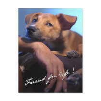 FriendForLife Post Card