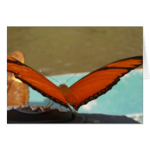 Friendly Amazon Butterfly. Greeting Card