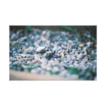 Friendly Beetle Gallery Wrap Canvas