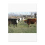 friendly cows post cards