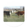 friendly cows stickers