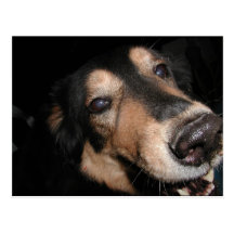 FRIENDLY GERMAN OR BELGIAN SHEPHERD DOG FACE POST CARDS