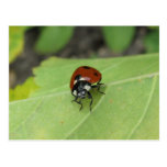 Friendly Ladybug Post Cards