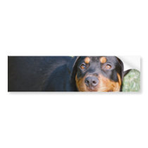 Friendly Rottweiler Bumper Sticker