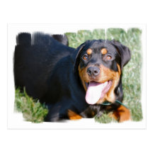 Friendly Rottweiler Postcard