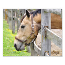 Friendly Tan Horse Art Photo