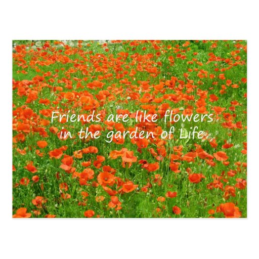 Friends Are Like Flowers Post Cards