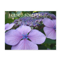 FRIENDS FOREVER! Post Card Hydrangea Flowers Cards