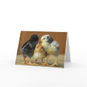 Friends Stick Together cards